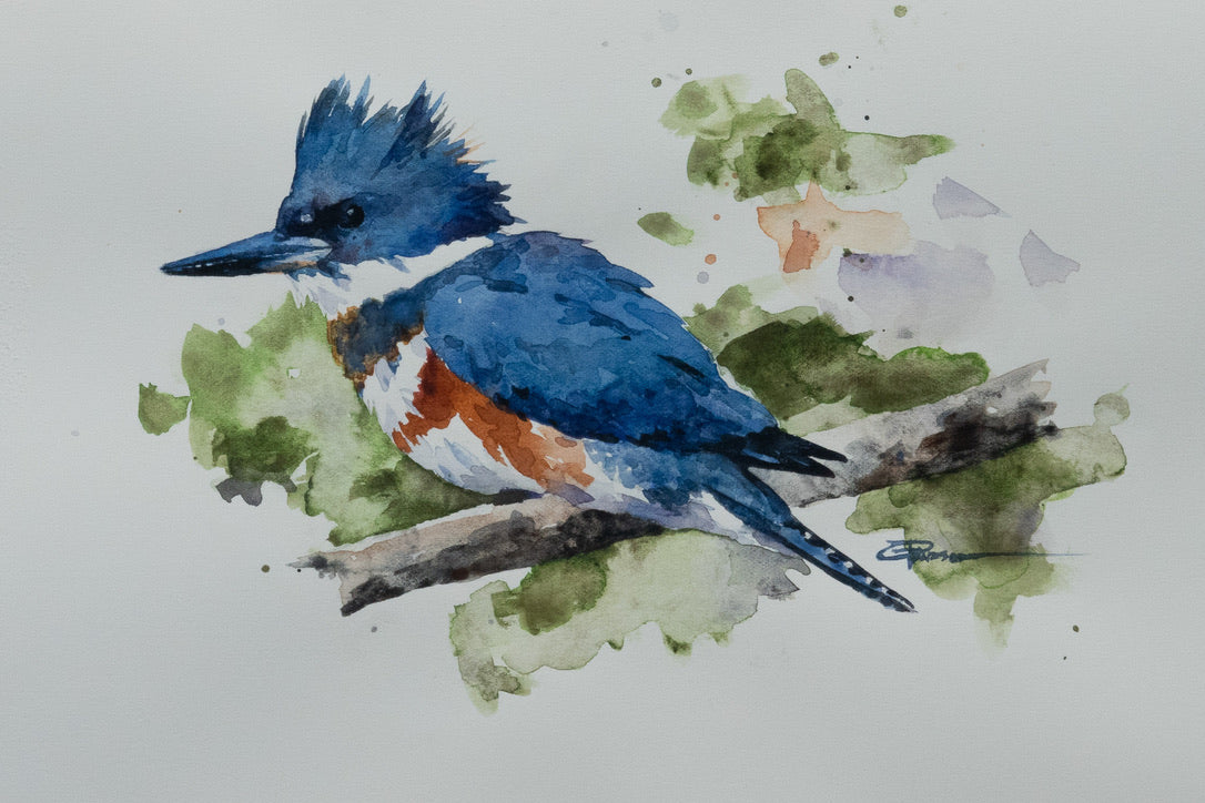 Belted Kingfisher