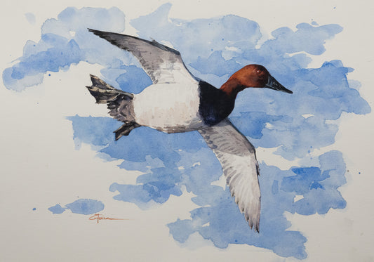 Canvasback