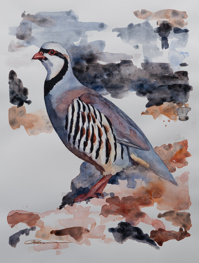 Chukar Partridge