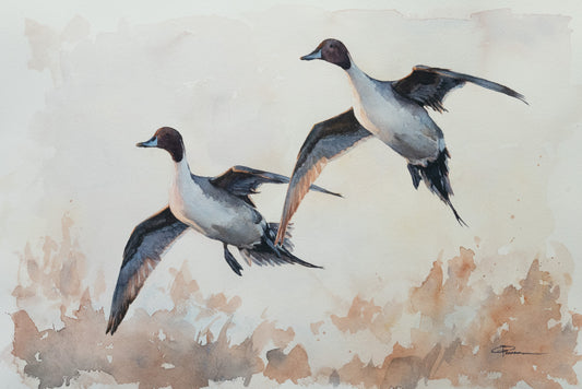 Pintail Drakes