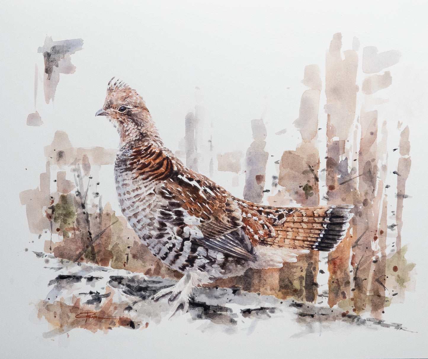 Ruffed Grouse