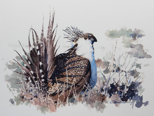 Sage Grouse