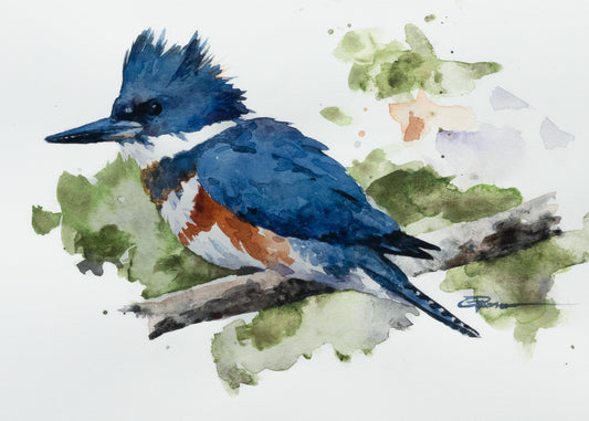 Belted Kingfisher