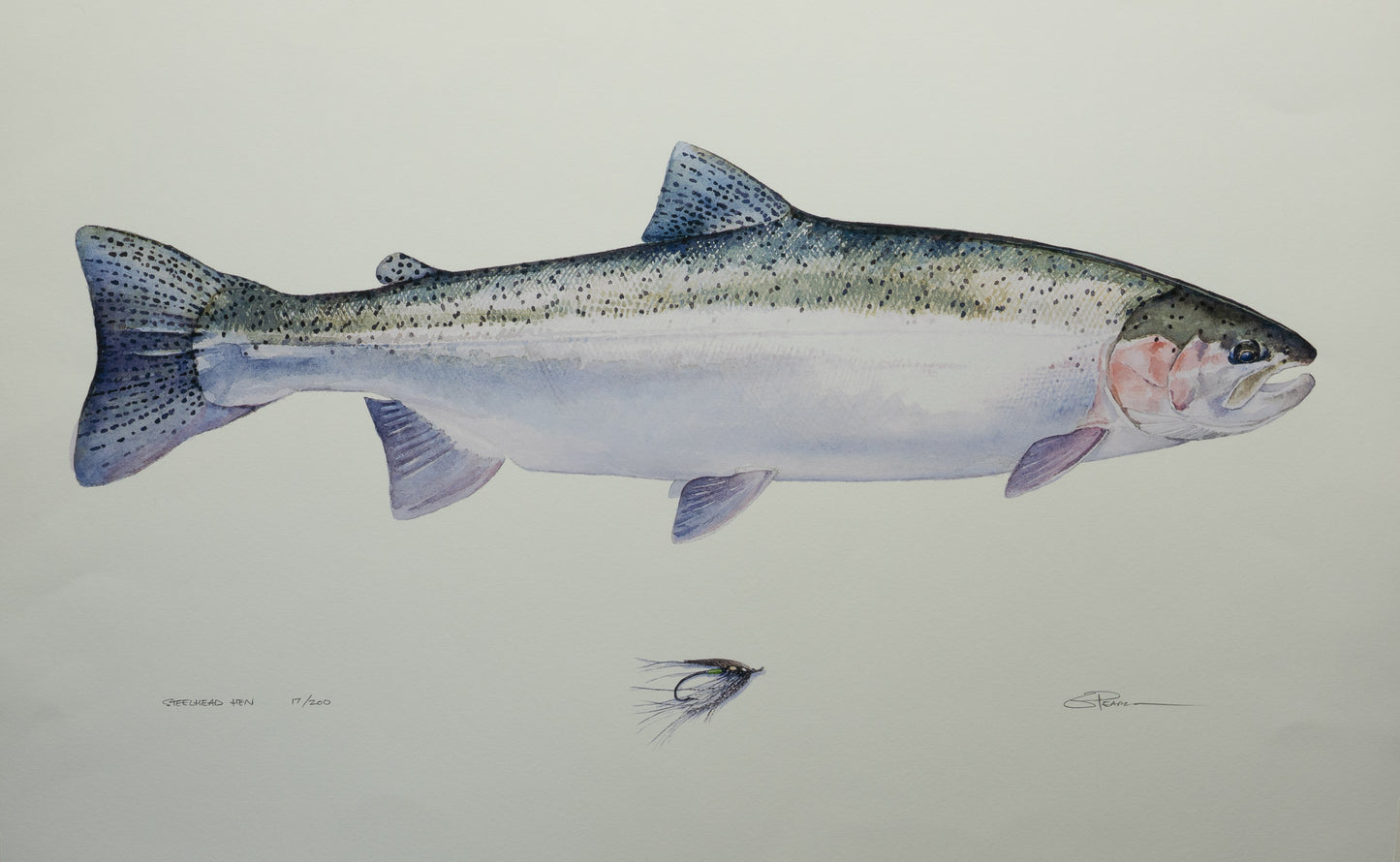 Steelhead Hen